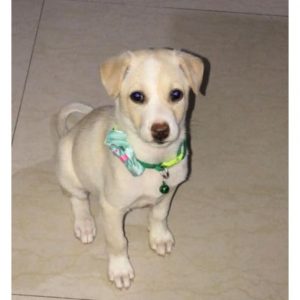 Bella Indie Dog for Adoption
