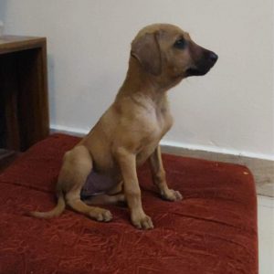 Bhago Indie Dog for Adoption in Delhi