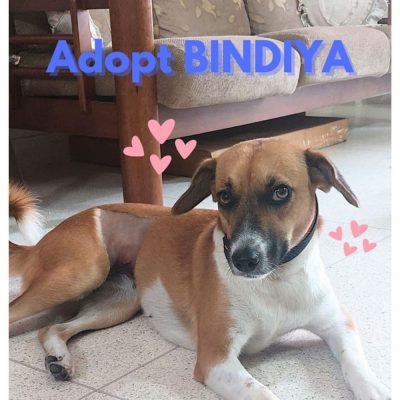 Bindiya Indie Dog for Adoption