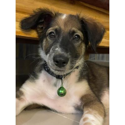 Bolt Indie Dog for Adoption
