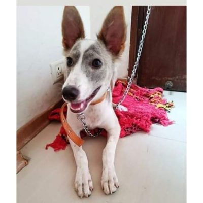 Bunny Dog for Adoption in Delhi