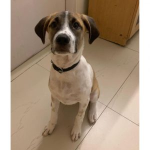 Bunty Indie Dog for Adoption