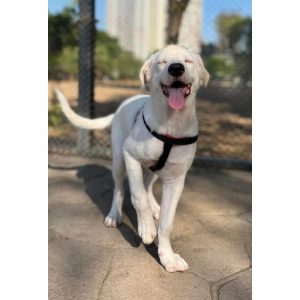 Charli Labrador Dog for Adoption Front