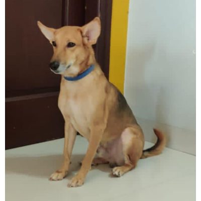 Charlie Indie Dog for Adoption in Hyderabad