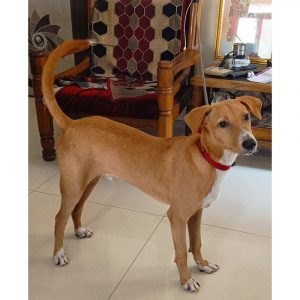 Chinu 4 Months Old Indie Dog for Adoption in Mumbai