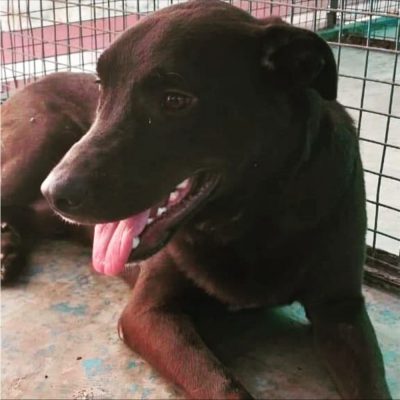 Choco Labrador Dog for Adoption