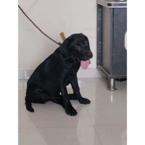 Coco Labrador Dog