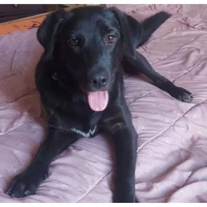 Coffee Labrador Dog for Adoption