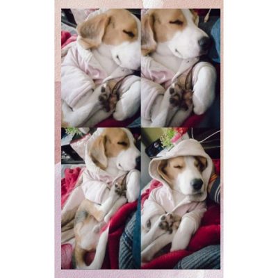 Cookie Dog for Adoption in Delhi