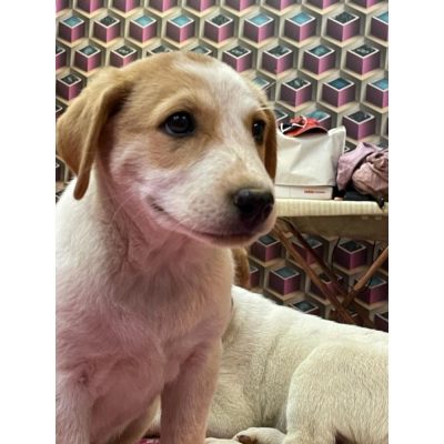 Daisy Dog for Adoption in Delhi