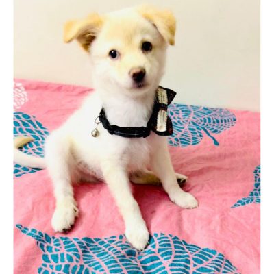 Icey Indie Puppy for Adoption
