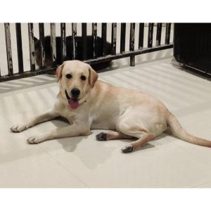 Jack Labrador Dog for Adoption
