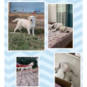 Jackie Labrador Dog for Adoption