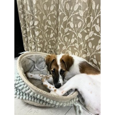 Kaya 3 Month Old Indie Dog for Adoption