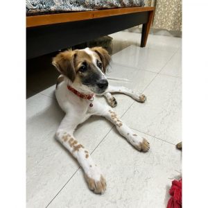 Kaya Indie Dog for Adoption