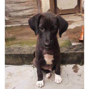 Parvo Indie Dog for Adoption