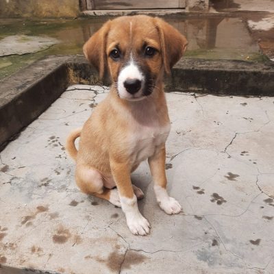 Rio Indie Dog for Adoption