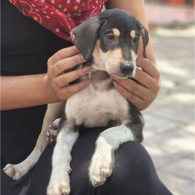 Roselia Female Indie Dog for Adoption