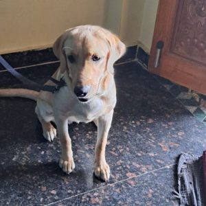 Stella Dog for Adoption