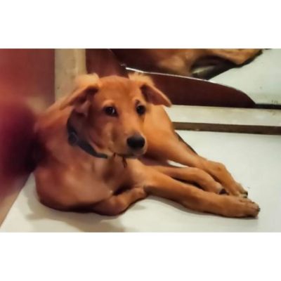 Sugar Indie Dog for Adoption