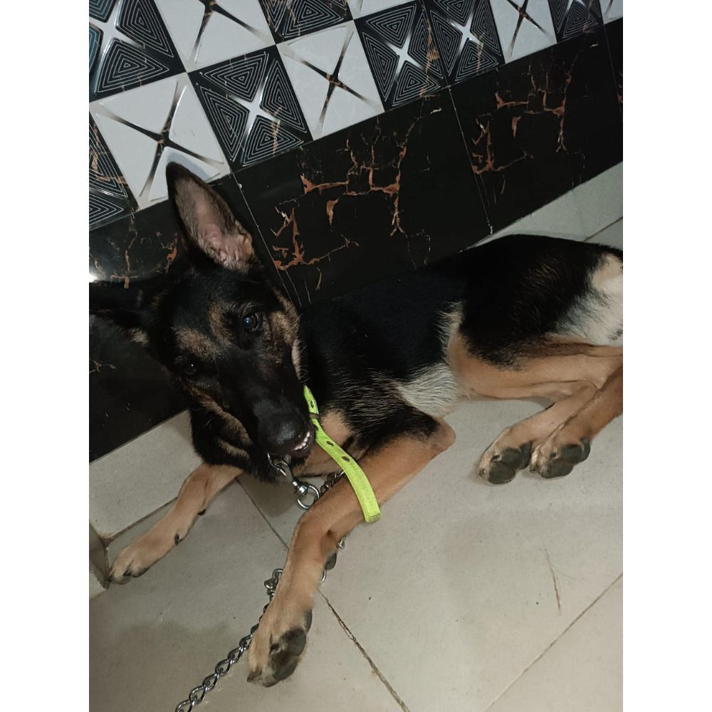 Coco 1.7 Year Old German Shepherd Dog for Adoption in Delhi - Adopt Dog