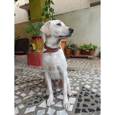 Goldie Indie Dog for Adoption in Hyderabad