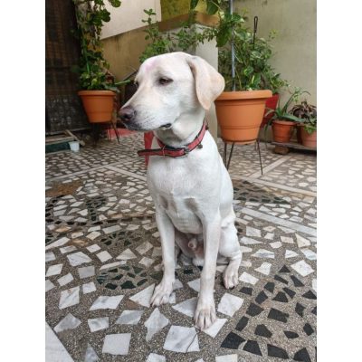 Goldie Indie Dog for Adoption in Hyderabad BAck