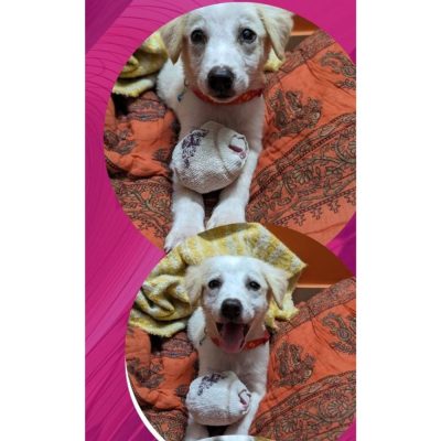 Ludo Indie Puppy for Adoption