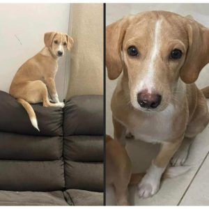 Meethi Indie Dog for Adoption
