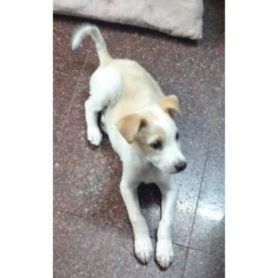 Oreo Puppy for Adoption