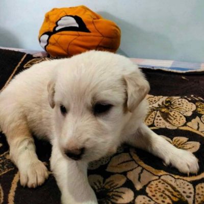 Oscar Puppy for Adoption