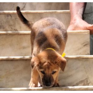 Sia 2 Month Old Female Indie Dog for Adoption in Hyderabad
