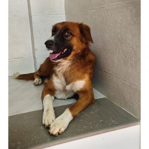 Bear 4 Year Old Indie Dog for Adoption in Mumbai