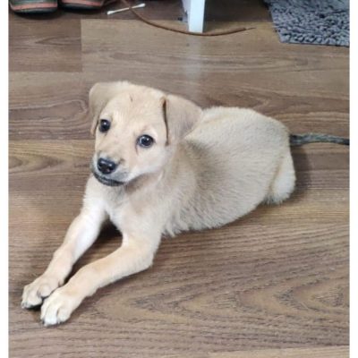 Bruno 1.5 Month Old Indie Puppy for Adoption in Delhi