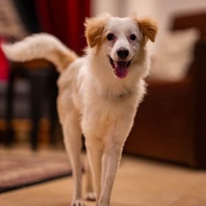Cloud 8 Month Old Indie Dog for Adoption in Delhi