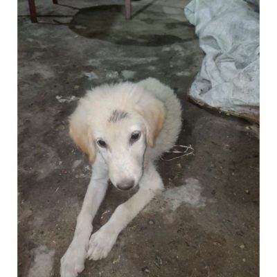 Coco 3 Months Old Indie Dog for Adoption in Delhi
