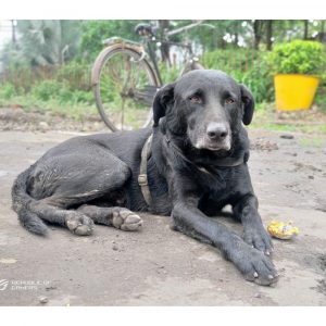 Gabbar Indie Dog for Adoption