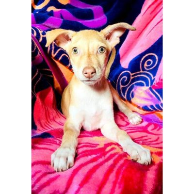 Honey 2.5 Month Old Female Indie Dog for Adoption in Mumbai
