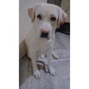 Jack 1.5 Year Old Labrador Dog for Adoption in Delhi