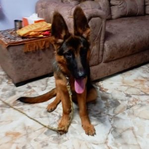 Maze German Shepherd Dog for Adoption in Delhi
