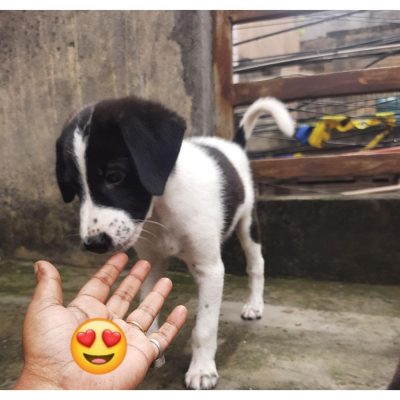 Moon 3 Months Old Indie Dog for Adoption in Delhi