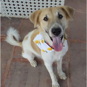 Pablo Indie Dog for Adoption in Delhi