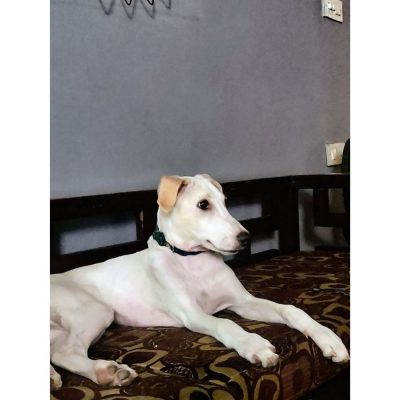 Pasta 7 Months Old Indie Dog for Adoption