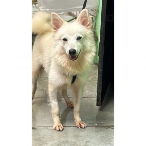Prince 6 Month Old Pomeranian Dog for Adoption in Mumbai