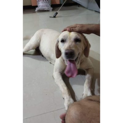 Rani 6 Year Old Labrador Dog for Adoption in Mumbai