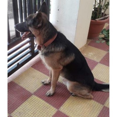 Shadow 2 Year Old German Shepherd Dog for Adoption in Hyderabad
