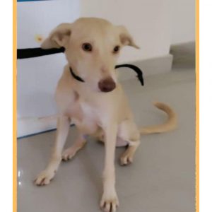 Stella Indie Dog for Adoption in Hyderabad