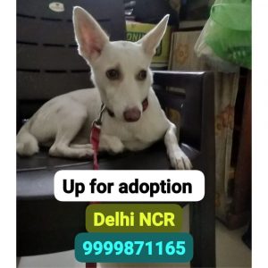 Tuktuk 10 Month Old Indie Dog for Adoption in Delhi