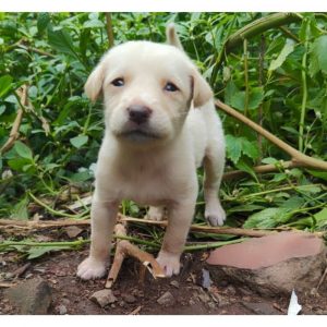 Victor 1 Month Old Indie Puppy for Adoption in Hyderabad