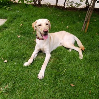 Victor Labrador Dog for Adoption
